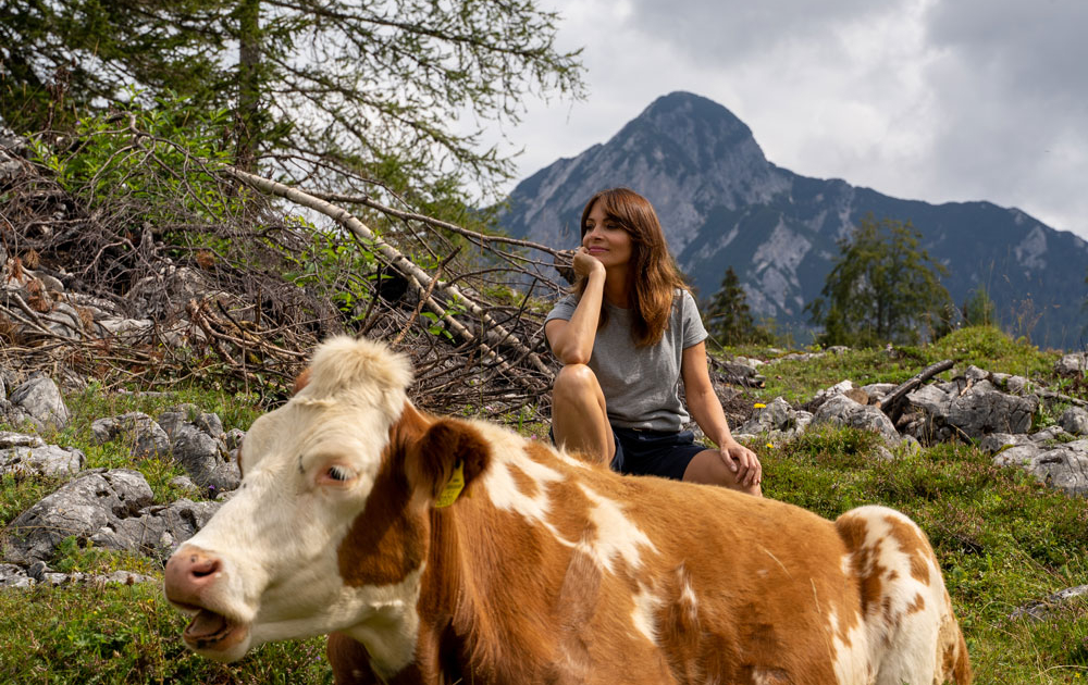 Kühe auf dem Wanderweg zur Katrin Alm