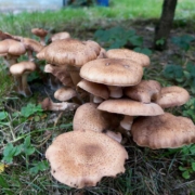 Hallimasch richtig zubereiten und als Pilzgericht servieren