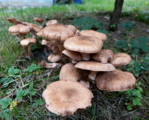 Hallimasch richtig zubereiten und als Pilzgericht servieren