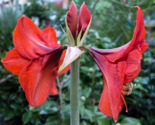 Amaryllis pflanzen, pflegen und zum Blühen bringen