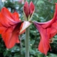 Amaryllis pflanzen, pflegen und zum Blühen bringen