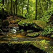 schönste Wälder Deutschland