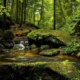 schönste Wälder Deutschland