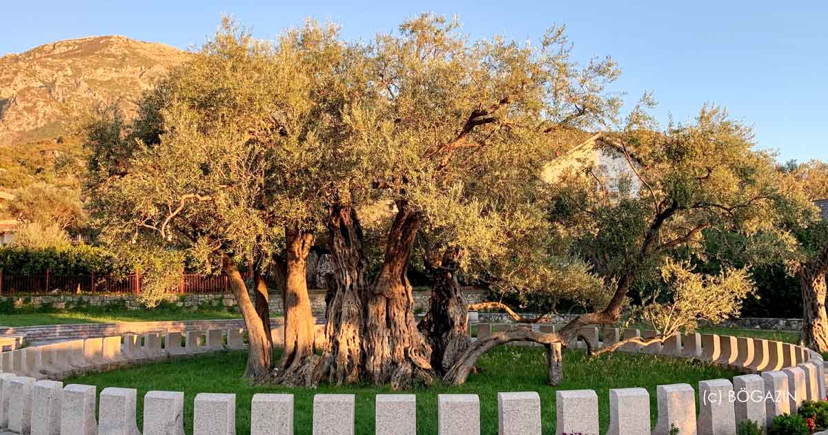 Ältester Ölbaum Montenegro