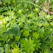Waldmeistersirup selber machen