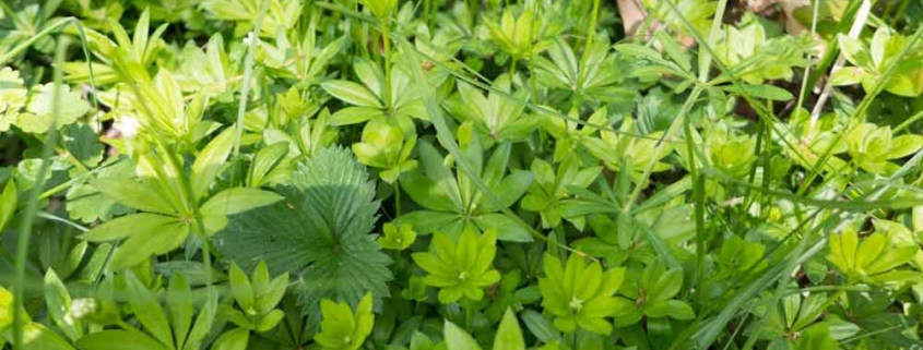 Waldmeistersirup selber machen