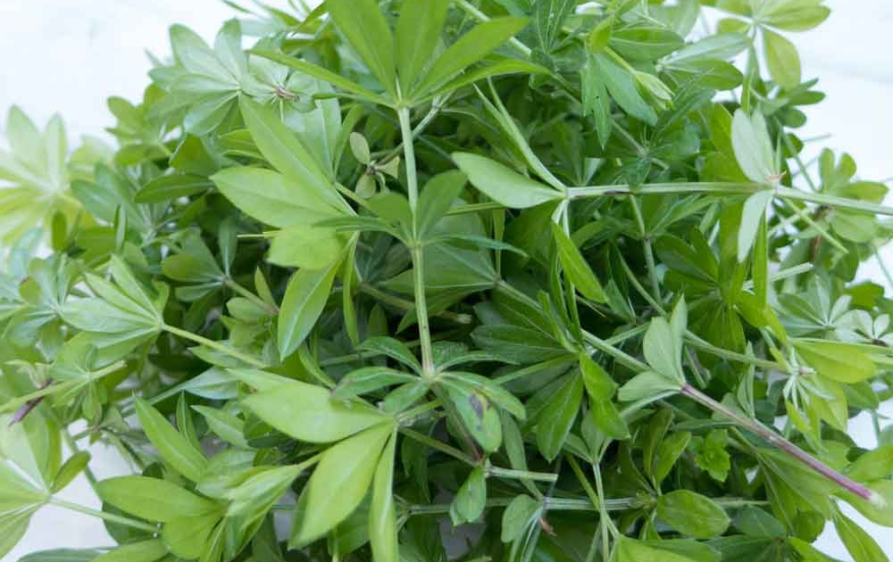 Waldmeistersirup selbermachen