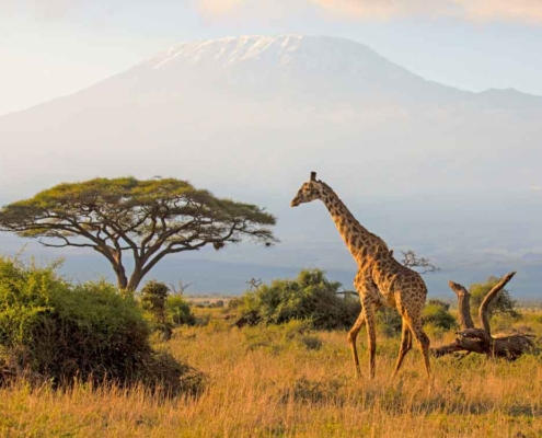 Im Homeoffice Afrika arbeiten