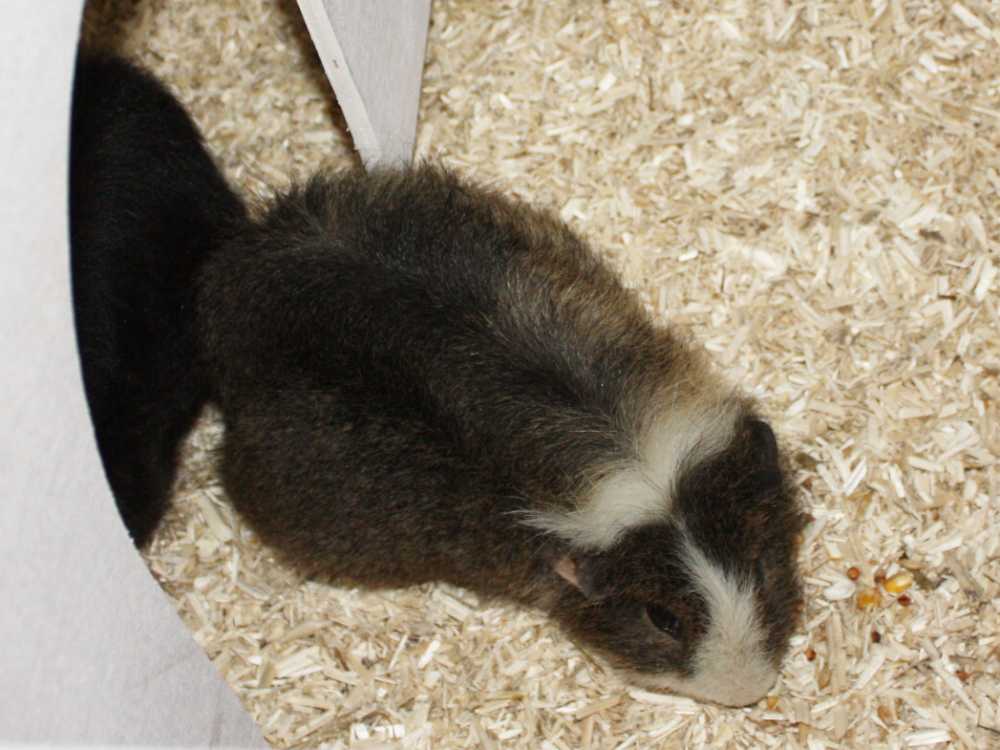 Meerschweinchen als Haustiere für Kinder niemals in Einzelhaltung