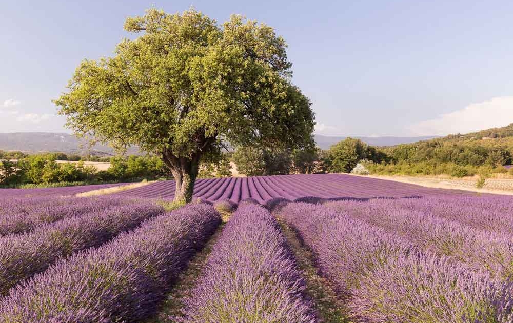 Roseweine aus Luberon Tor zur Provence