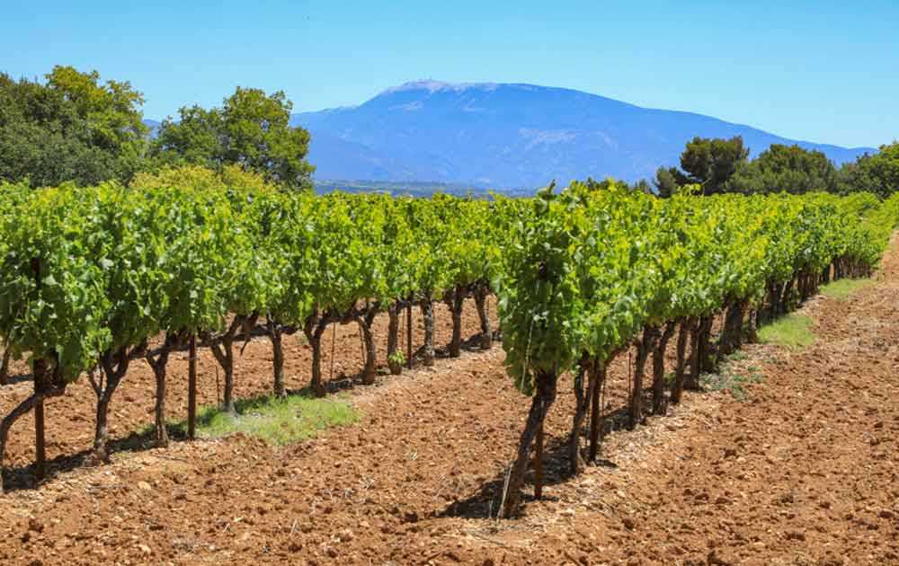 Roseweine aus Mont Ventoux