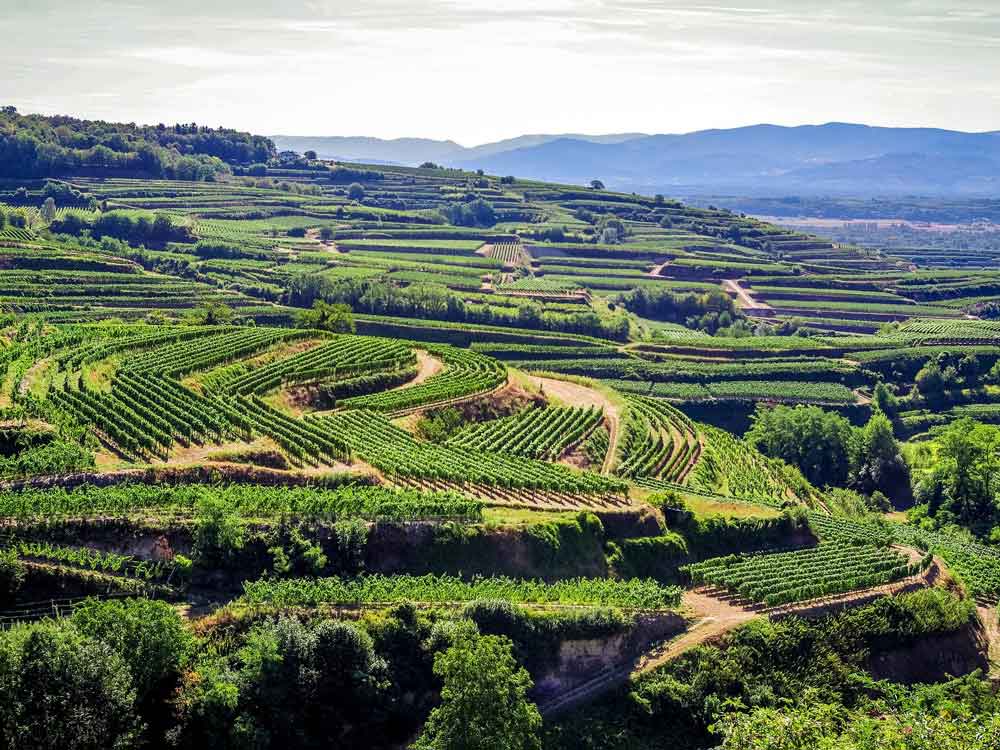 Kaiserstuhl Urlaub - Tipps Wandern und Genießen