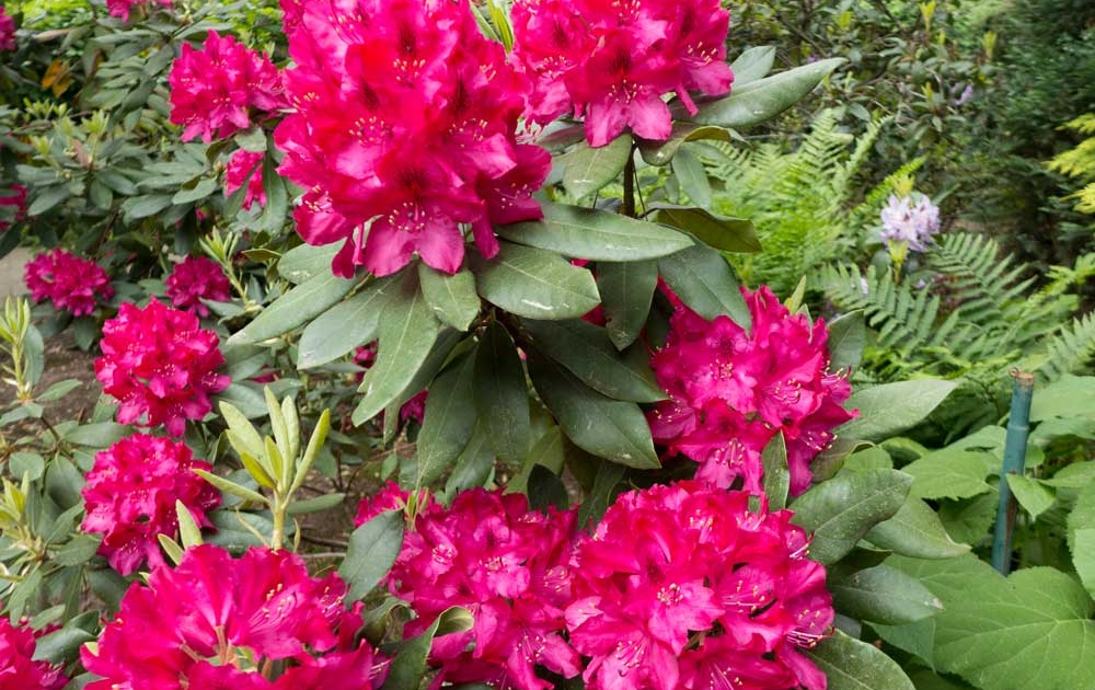 Rhododendron pflegen, düngen und schneiden 