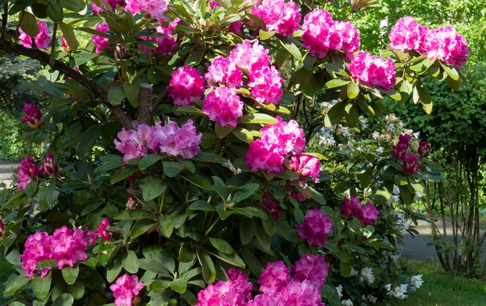 Rhododendron pflegen