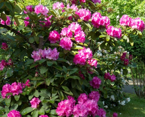 Rhododendron schneiden