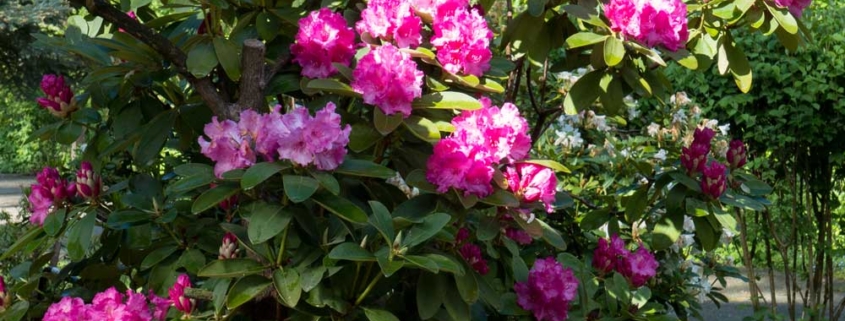 Rhododendron schneiden
