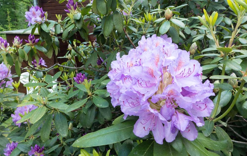 Rhododendron pflanzen kaufen