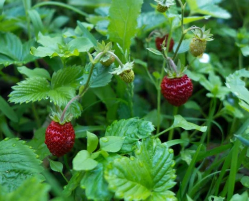 Walderdbeeren