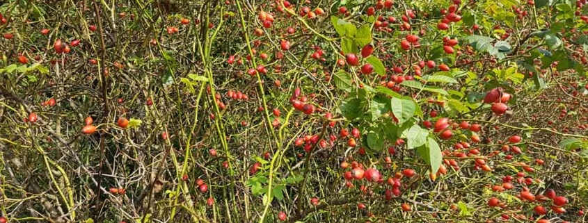 Selbstgemachte Hagebuttenmarmelade aus frischen Hagebutten