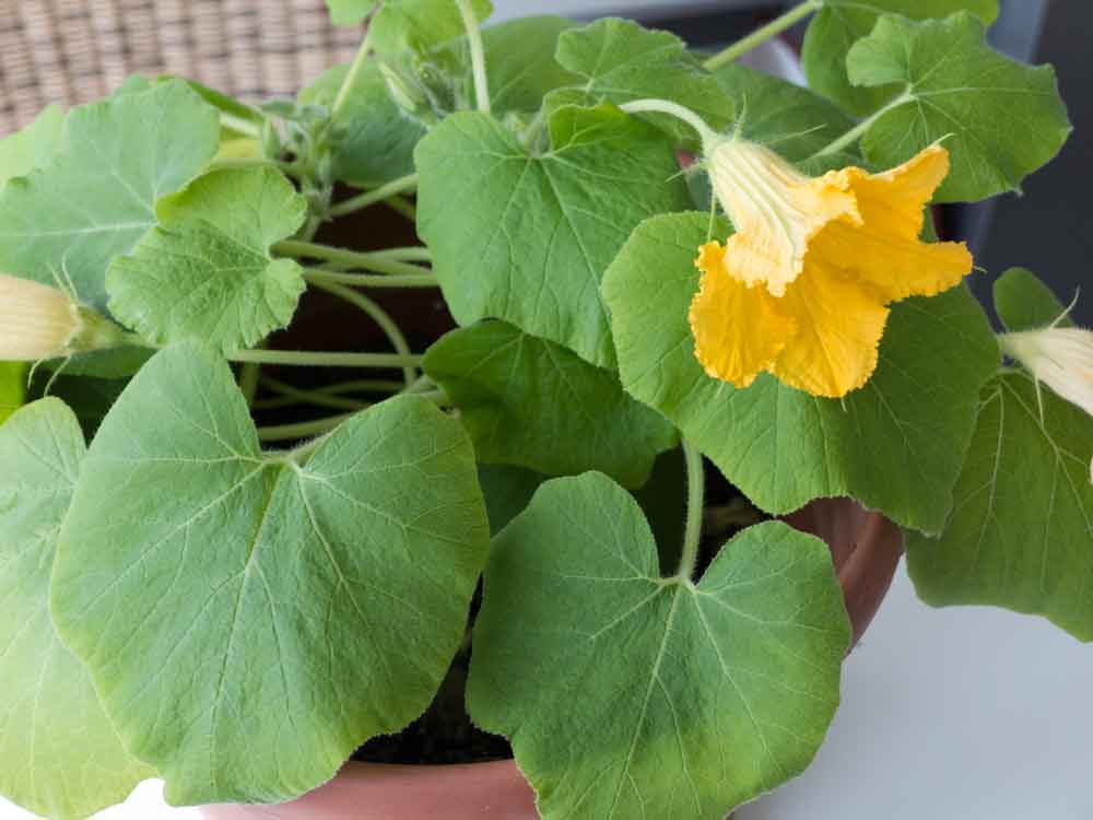 Hokkaido anbauen - Kürbis aus Kernen ziehen