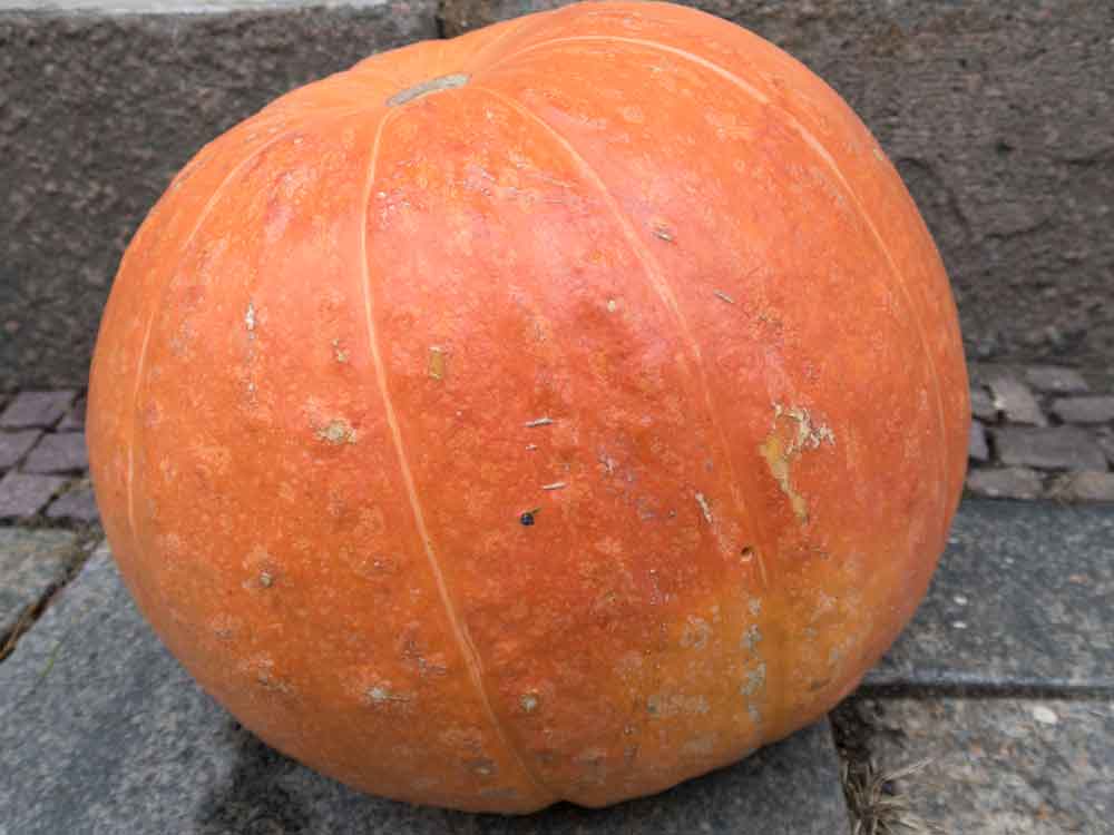 Hokkaido Kürbis pflanzen und ernten