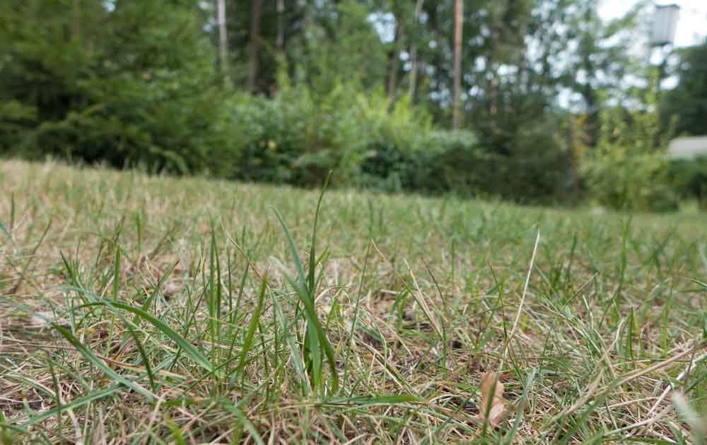 Im Herbst Rasen nachsäen und Rasenfläche ausbessern