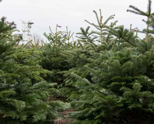Weihnachtsbaum kaufen?