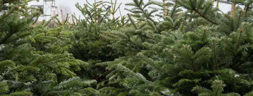 Weihnachtsbaum kaufen?