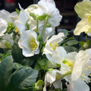 Christrose Pflege - Tipps für die Pflanzenpflege