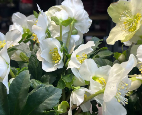 Christrose Pflege - Tipps für die Pflanzenpflege