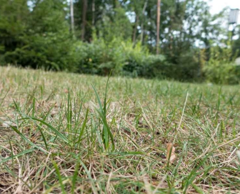Rasen vertikutieren und lüften