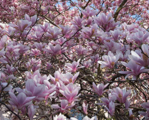 Magnolienbaum kaufen