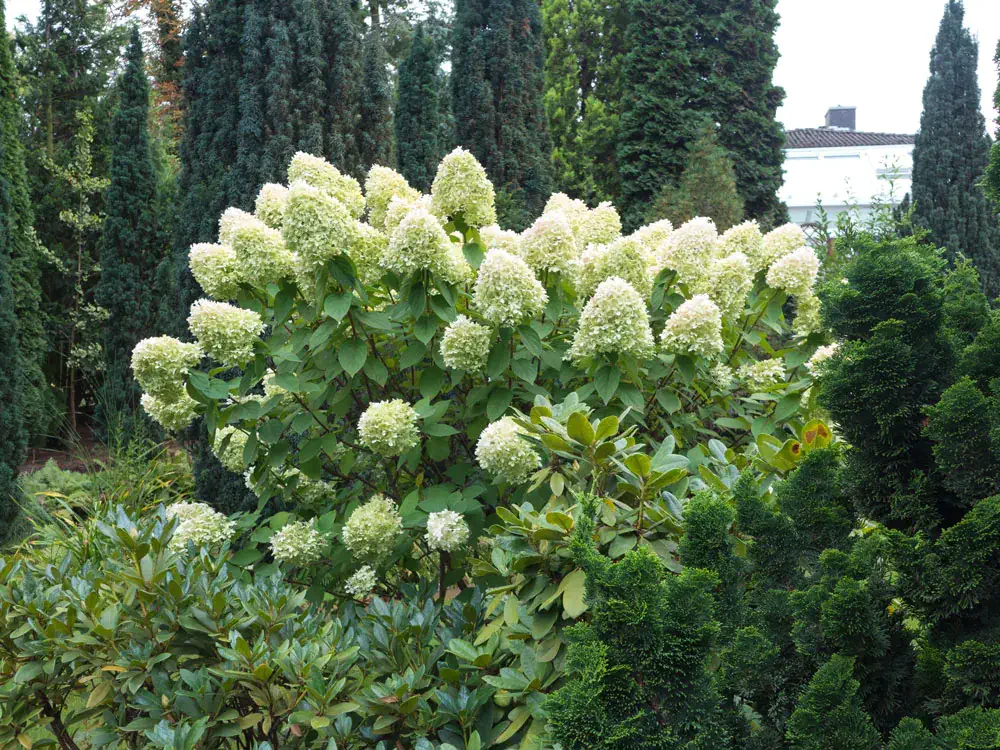 Hortensien und Rhododrendron zusammen pflanzen