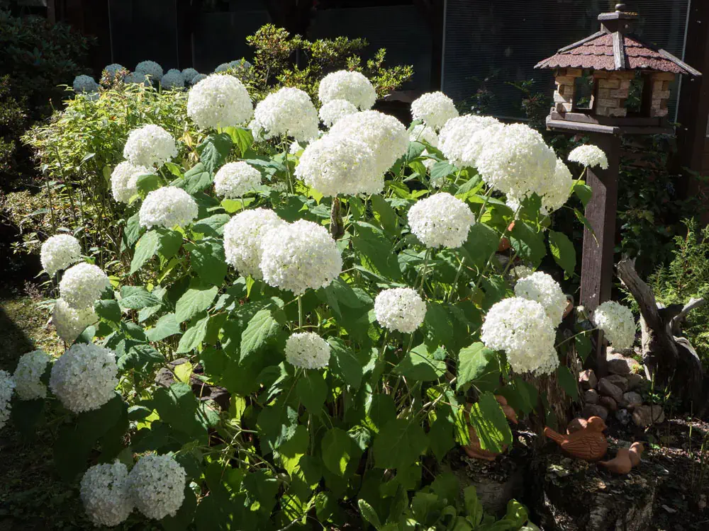 Schneeballhortensie pflanzen und pflegen