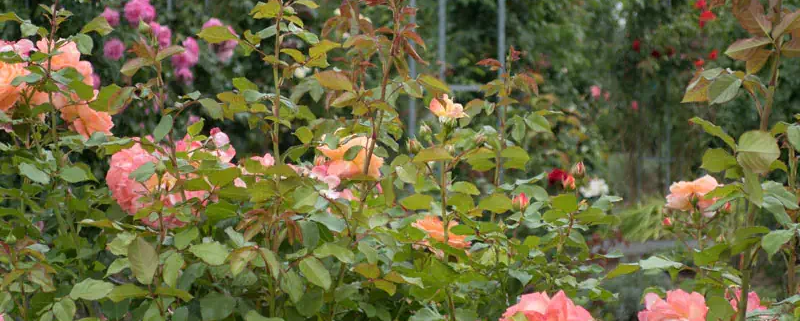 Rosen Pflanzen Ratgeber, Tipps & Tricks