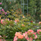 Rosen Pflanzen Ratgeber, Tipps & Tricks